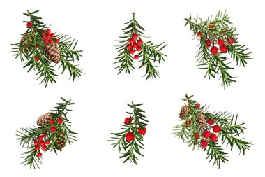 Beyaz arka planda izole edilmiş kozalaklı kozalaklı ve yapay kırmızı böğürtlenli kozalaklı dallar. Festivalsel Noel düzenlemeleri, çerçeveler, kartlar, davetiyeler yaratmak için tasarım ögesi.