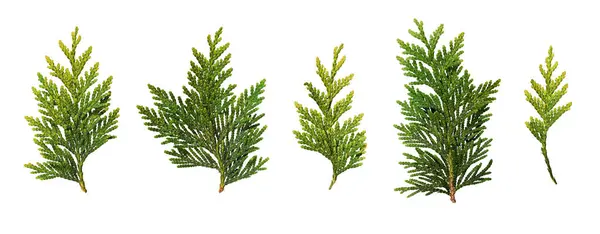 stock image Set of fresh green thuja branches isolated on white background. Design element for creating Christmas arrangements, collages, cards, patterns, frames.