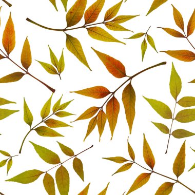 Kurumuş yaprakların dikişsiz sonbahar deseni. Beyaz arka planda kurumuş ve basılmış yapraklar. Paket kağıdı, parmak izi, kumaş, tebrik kartı deseni.