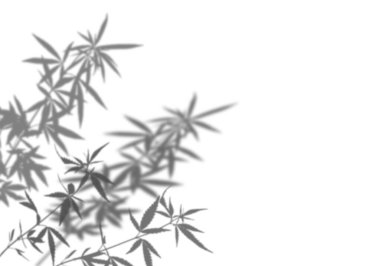 Beyaz bir arka planda izole edilmiş kenevir çalısının gölgesi. Fotoğraf, maket, posterler, duvar resimleri için üstüste koyma efekti. Doğal ışık efektleri için gölge.