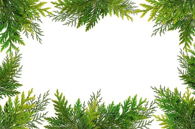 Taze ve kuru thuja dallarından yapılmış Noel çerçevesi. Üst arkaplan, kopyalama alanı, üst görünüm.