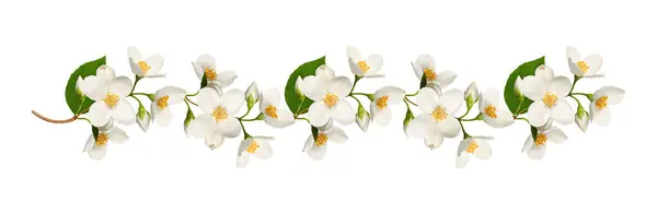 Beyaz arka planda izole edilmiş yasemin çiçekleri çelengi. Tasarımlar, kartlar, desenler, çiçek aranjmanları, çerçeveler, düğün kartları ve davetiyeler oluşturma unsuru.