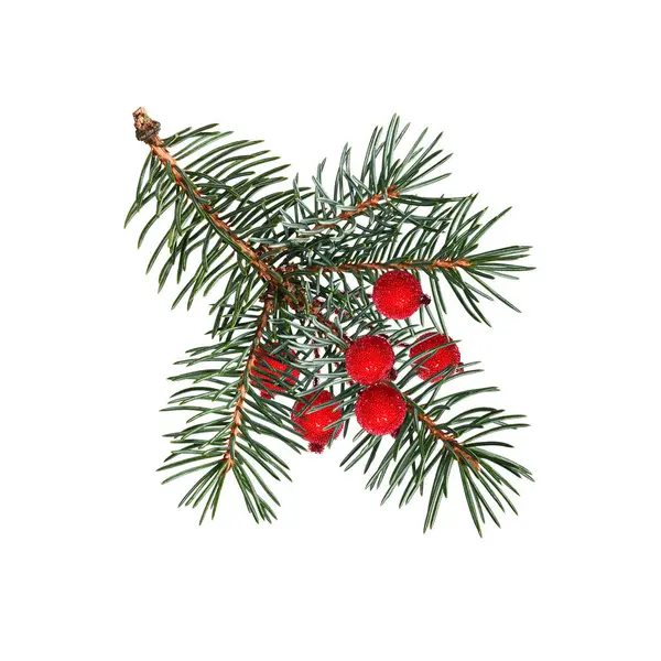 Yapay kırmızı meyvelerle süslenmiş kozalaklı ağaç dalı. Mavi ladin, Noel ağacı. Festivalsel Noel düzenlemeleri, çerçeveler, kartlar, davetiyeler yaratmak için tasarım ögesi.