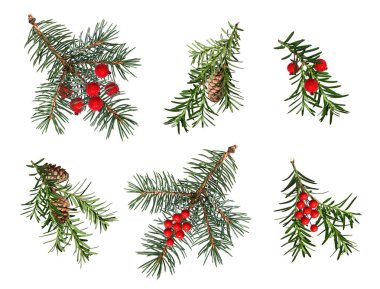 Yapay kırmızı böğürtlen ve kozalaklarla süslenmiş kozalaklı dallar. Mavi ladin, Noel ağacı, porsuk dalları. Festivalsel Noel düzenlemeleri, çerçeveler, kartlar oluşturmak için tasarım ögesi.