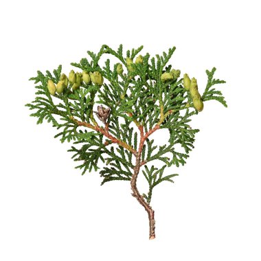 Thuja bataryasının her zaman yeşil olan kozalaklı ağacının beyaz bir arka planda izole edilmiş bir dalı. Noel düzenlemeleri, kolajlar, kartlar, şablonlar, çerçeveler oluşturmak için tasarım ögesi.
