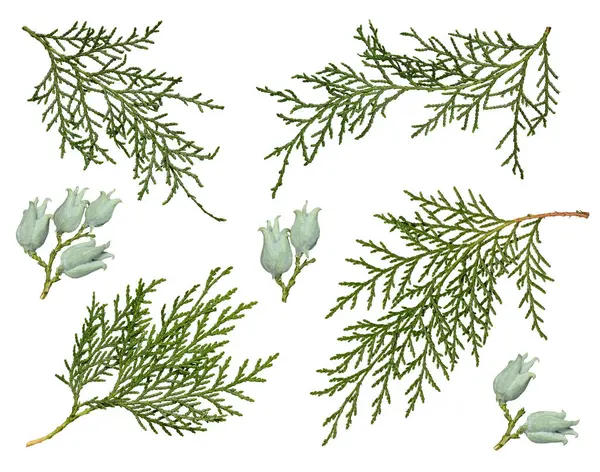 stock image Thuja cones and branches isolated on a white background. Set of branches of evergreen coniferous plant. Design elements for creating Christmas arrangements, collages, cards, patterns, frames.