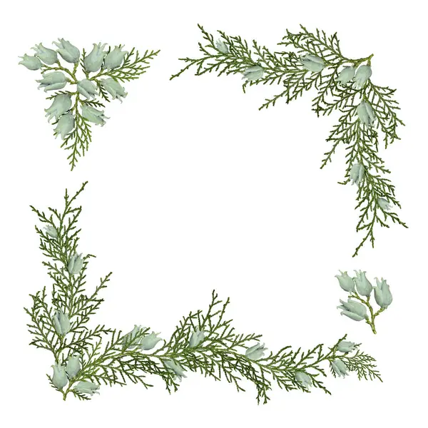 Köşedeki düzenleme, beyaz arka planda izole edilmiş thuja Platycladus orientalis konileri ve dalları. Noel düzenlemeleri, kolajlar, kartlar oluşturmak için tasarım unsurları.