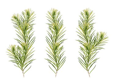 Bir dizi genç çay ağacı (Melaleuca alternifolia), kolaj. Dal beyaz arka planda izole edilir. Botanik kartlar, çerçeveler, sınırlar, kartpostallar, davetiyeler için tasarım ögesi.