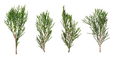 Beyaz arka planda izole edilmiş böğürtlenli ardıç dalları. Noel kompozisyonları, kartlar, çerçeveler, davetiyeler, kolajlar için tasarım ögesi.