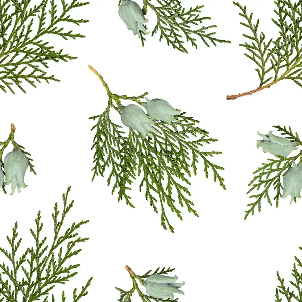 Platycladus orientalis thuja dallarının beyaz arka planda izole edilmiş kozalakları var. Paket kağıdı, tebrik kartı, davetiye, kumaş, parmak izi kalıbı.