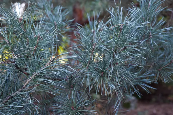 Doğal arka plan. Arka plan olarak çam dalları. Evergreen ağacı.
