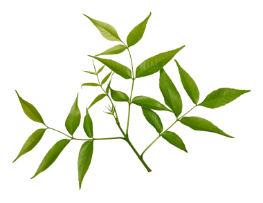 Beyaz arka planda yeşil yapraklı kül ağacı dalı. Botanik düzenlemeler, çerçeveler, kolajlar, kartpostallar, çıkartmalar için tasarım ögesi.