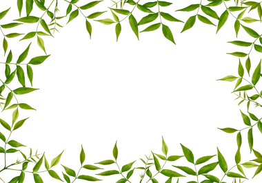 Beyaz arka planda izole edilmiş taze yeşil dişbudak ağacı yapraklarından oluşan botanik çerçeve. Doğal yeşil dallar ve yapraklar, arka plan örtüşüyor. Kolaj ya da tasarım oluşturma ögesi, tebrik kartları, davetiyeler.