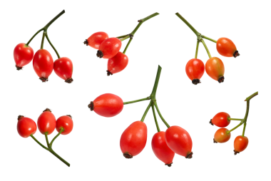 Beyaz arka planda izole edilmiş parlak kırmızı gül kalçaları. Kartpostallar, çerçeveler, çelenkler, davetiyeler için tasarım ögeleri.