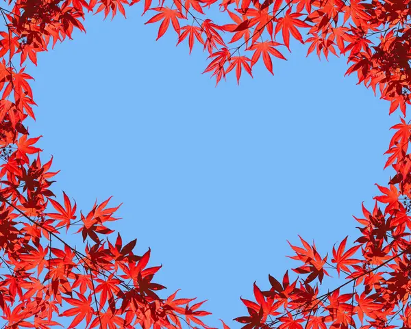 Mavi gökyüzüne karşı Japon akçaağacının parlak kırmızı yapraklı dalları. Kalp şeklinde çerçeve, metin için boşluk.