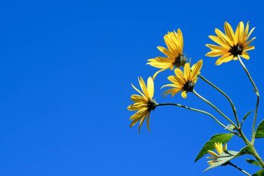 Yellow Jerusalem artichoke (Helianthus tuberosus, topinambur) flowers against a blue sky.  clipart