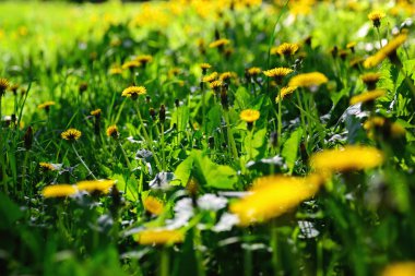 Çiçekli yaz geçmişi. Güneşli bir günde çayırda çiçek açan karahindiba. Sığ alan derinliği, seçici odak.