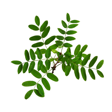 Beyaz arka planda yeşil yapraklı bir akasya dalı. Botanik düzenlemeler, kolajlar, çerçeveler, kartlar, davetiyeler oluşturmak için tasarım ögesi.