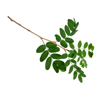 Beyaz arka planda parlak yeşil yaprakları olan bir akasya dalı. Botanik düzenlemeler, kolajlar, çerçeveler, kartlar, davetiyeler oluşturmak için tasarım ögesi.