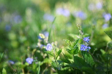 Yaz dönemi. Narin mavi Germen Speedwell (Veronica chamaedrys), güneşli bir yaz gününde çayırdaki çiçekler..