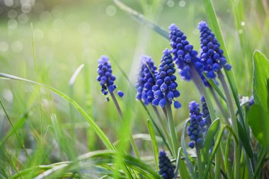 Çiçek açan Mavi Muscari, bir çayırda yakın plan. Sığ alan derinliği, bulanık arkaplan, metin için boşluk, bokeh.
