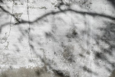 Grunge dokusu. Beyaz boyalı gri beton duvar, çizikler, çatlaklar ve ağaç gölgesi.