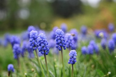 Çiçek açan Mavi Muscari, bir çayırda yakın plan. Sığ alan derinliği, bulanık arkaplan, metin için boşluk, bokeh.