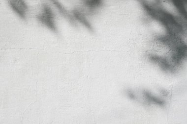 Soyut arkaplan. Çatlak desenli duvardaki yaprakların yumuşak bulanık gölgeleri. Minimalist, sakin, doğal arkaplan.