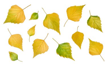 Huş yaprağı çeşitli sarı ve yeşil tonlarda, beyaz üzerine izole edilmiş. Sonbahar arkaplanları, çerçeveler, kolajlar, doğayla ilgili tasarımlar, mevsimlerin değişmesi için ideal.