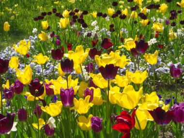 Renkli çiçek çayırı. Kırmızı ve sarı lale tarlası. Çiçek manzarası. Sarı ve kırmızı lale çiçekleri. Bahar arka planı. Bahar çiçekleri çayırı. Tebrik kartı, davetiye. Bahar bahçesi. Çiçek deseni