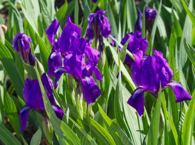 Bahar bahçesinde yeşil arka planda mor iris çiçekleri. Violet irisleri. Yeşil yapraklı mor çiçek. Bahar estetiği. Bahçe bitkisi Bahar mavisi süsen çiçeği açmış. Bahar bahçıvanlığı. 