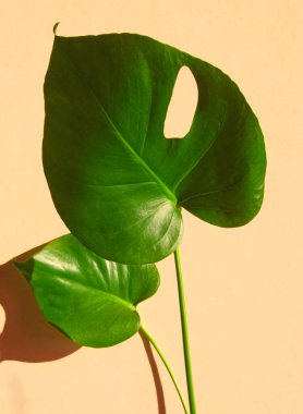 Şeftali arka planda canavar yeşili yapraklar. Canavar bitkisi. Ev palmiyesi ya da tropik bitki. Ev bitkisinin şeftali rengi düzeni, kopyalama alanı. Minimum çiçek konsepti. Tropik çiçek. Şeftali estetiği.