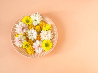 Şeftali arka planında pembe tabakta renkli kasımpatı çiçekleri. Moda minimalist çiçek konsepti. Şeftali estetiği. Sonbahar papatya çiçekleri. Düzen, şablon veya kart, metin için boşluk kopyala. Çiçek tasarımı.