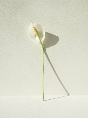 Beyaz arka planda duran spathiphyllum (barış zambakları) çiçeği bileşimi. Beyaz Asya çiçeği. Saf zarafet. Çiçek minimalist geometrik konsept. Beyaz estetik. Dikey yerleşim. Lilium.