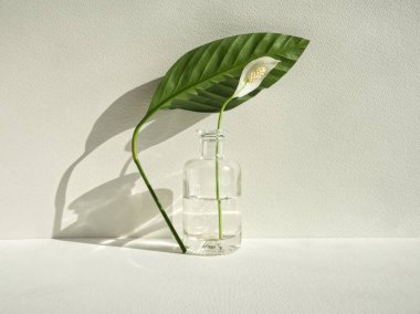 Beyaz arka planda cam kaplamalı çiçek ve yaprak karışımı spathiphyllum (barış zambakları). Beyaz çiçek saf zarafet dekoru. Çiçek minimalist geometri. Asya ev bitkisi Beyaz estetik.