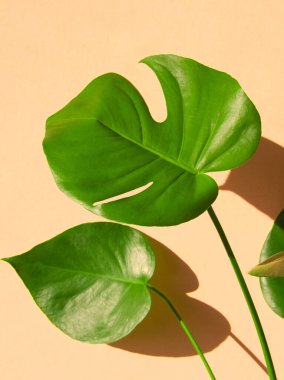 Şeftali arka planda canavar yeşili yapraklar. Canavar bitkisi. Ev palmiyesi ya da tropik bitki. Ev bitkisinin şeftali rengi düzeni, kopyalama alanı. Minimum çiçek konsepti. Tropik çiçek. Şeftali estetiği.