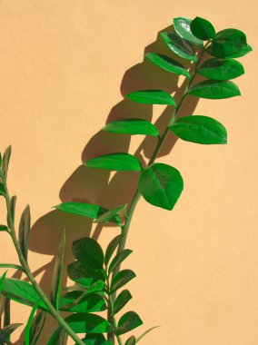 Zamioculcas branches or zamiifolia plant on peach background. House palm or tropical plant. Layout of houseplant. Minimal floral concept. Green leaf branch. Tropical flower. Peach aesthetic. clipart