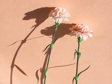 Şeftali arka planda yumuşak pembe çiçek. Bej arka planda iki karanfil ya da dianthus çiçeği. Pembe estetik. Bir çift. Yumuşak taç yaprakları dokusu. Kutlama kartı. Sert ışık. Çiçekler sert gölge konsepti.