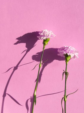 Pembe arka planda yumuşak pembe çiçek. Tek renkli arka planda iki karanfil ya da dianthus çiçeği. Pembe estetik. Bir çift. Yumuşak taç yaprakları dokusu. Kutlama kartı. Sert ışık. Çiçekler sert gölge konsepti.