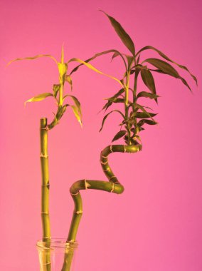 Bambu bitkisi. Pembe arka planda yeşil yapraklı bambu sapları. Ev bitkileri asgari konsept. Tropik bitki, geleneksel Asya renkleri, ev dekorasyonu, metin için kopyalama alanı. Pembe estetik.. 