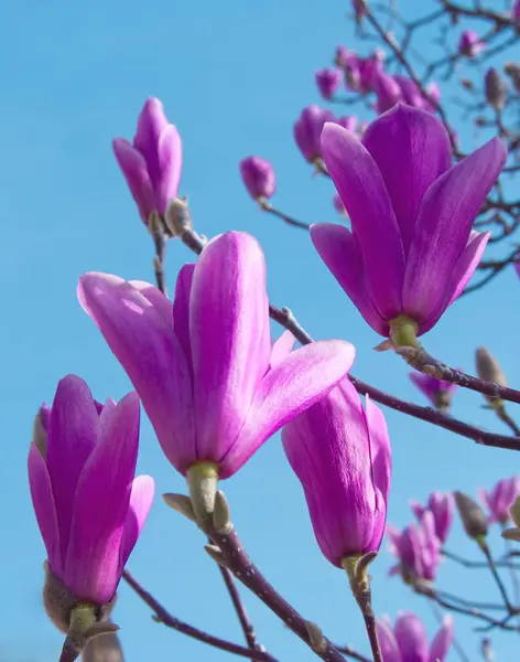 stock image Purple magnolia flowers on blue sky background. Pink magnolia blooming tree. Macro of flowers. Purple bloom and petals. Blooming magnolia growth on lake Garda, Italy. Floral layout. Ornamental plant.