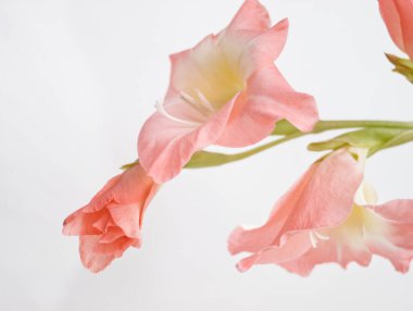 Pembe gladiolus dalı. Beyaz arka planda pembe gladioli çiçekleri. Beyaz yüzeyde kılıç zambağı. Yumuşak pembe çiçek. Minimalist bitki örtüsü. Çiçek dekoru, kart, sevgililer günü kartı, aşk, kapat. Pembe estetik..