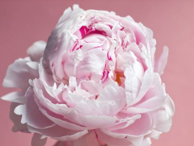 Pembe şakayık çiçeği. Pembe gül makrosu. Pembe estetik. Çiçek ve taç yapraklarına yakın çekim. Pastel gül renkleri. Yumuşak renkli şakayık çiçeği. Bahar buketi. Doğal arka plan. Aşk, romantik, sevgililer günü