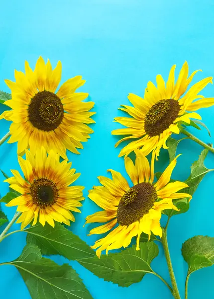 stock image Yellow sunflowers on turquoise background. Autumn flowers layout. Yellow flowers pattern. Domestic and gardening plant. Yellow petals on blue surface. Botany card or layout. Copy space for text.