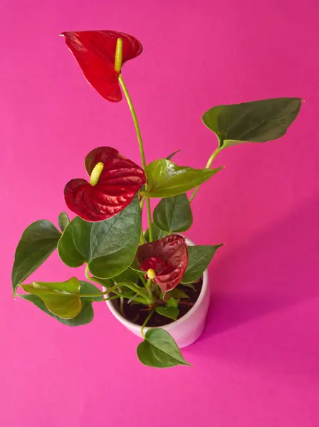 stock image Red anthurium  flower on pink flower pot on pink background. Minimal floral concept. Layout, template or  card design, copy space for text. Minimalism aesthetic, houseplant, selective focus