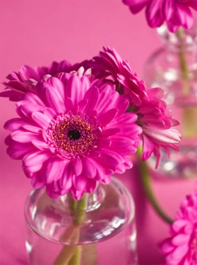 Pembe çiçek buketi pembe arka planda cam şişelerde. Pembe estetik. Makro çiçekler. Pembe papatya (gerbera) çiçeği. Kart, tasarım. Romantik bir kavram. Sevgililer Günü, 8 Mart kartı. Bir demet papatya.