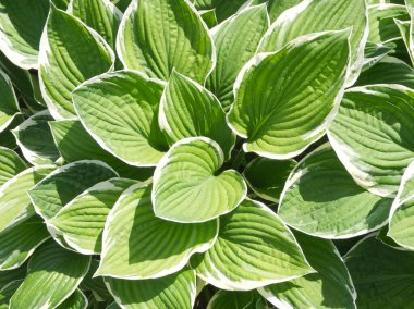 Hosta çiçekleri arka planı. Funkia çiçeğinin yeşil doğal arkaplanı. Yeşil yapraklar. Bahçe bitkisi Bahçe dekorasyonu. Hostas bitkisinin yaprak arka planı. Makro doğa. Hosta veya funkier yapraklar. 