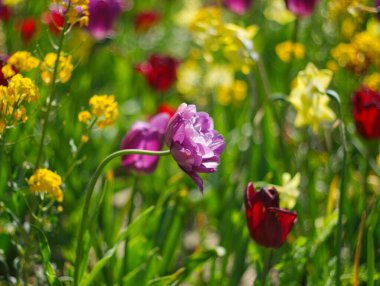 Renkli çiçek çayırı. Pembe ve sarı lale tarlası. Çiçek manzarası. Sarı ve pembe lale çiçekleri. Bahar arka planı. Bahar çiçekleri çayırı. Tebrik kartı, davetiye. Bahar laleleri bahçesi. 