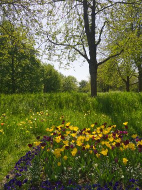 Parktaki renkli çiçek çayırı. Kırmızı ve sarı lale tarlası. Çiçek manzarası. Sarı ve pembe lale çiçekleri. Bahar arka planı. Bahar çiçekleri çayırı. Tebrik kartı, davetiye. Bahar lale bahçesi