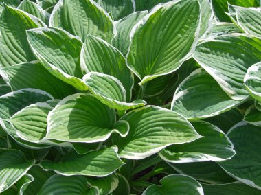 Hosta çiçekleri arka planı. Funkia çiçeğinin yeşil doğal arkaplanı. Yeşil yapraklar. Bahçe bitkisi Bahçe dekorasyonu. Hostas bitkisinin yaprak arka planı. Makro doğa. Hosta veya funkier yapraklar. 